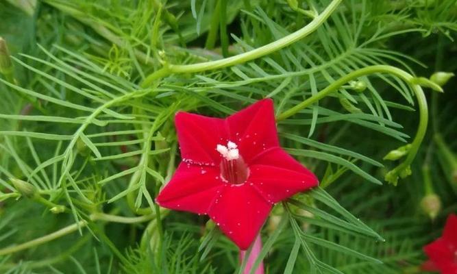 羽叶莺萝花的花语有何特别之处？