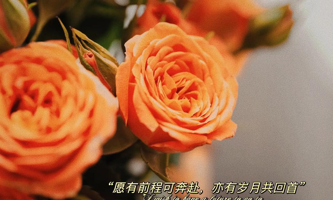 橙色桔梗花的花语是什么？