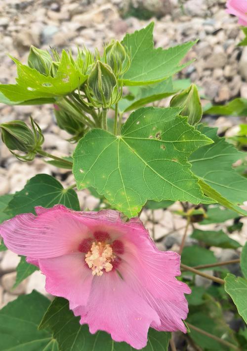 木芙蓉花的花语有何寓意？