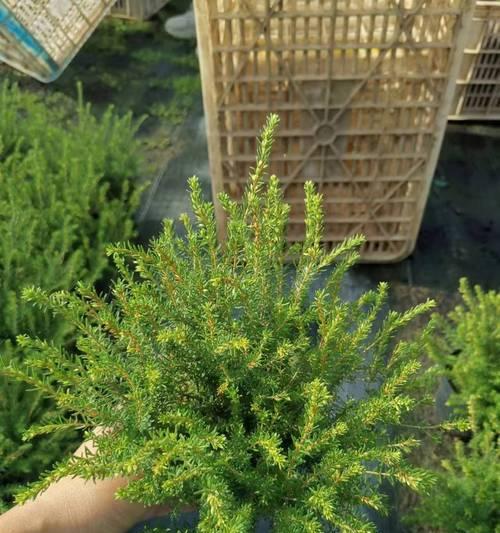 三色欧石楠的花语代表什么？