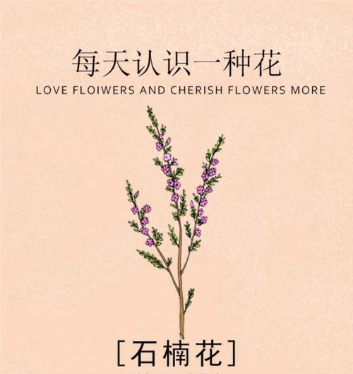 三色欧石楠的花语代表什么？