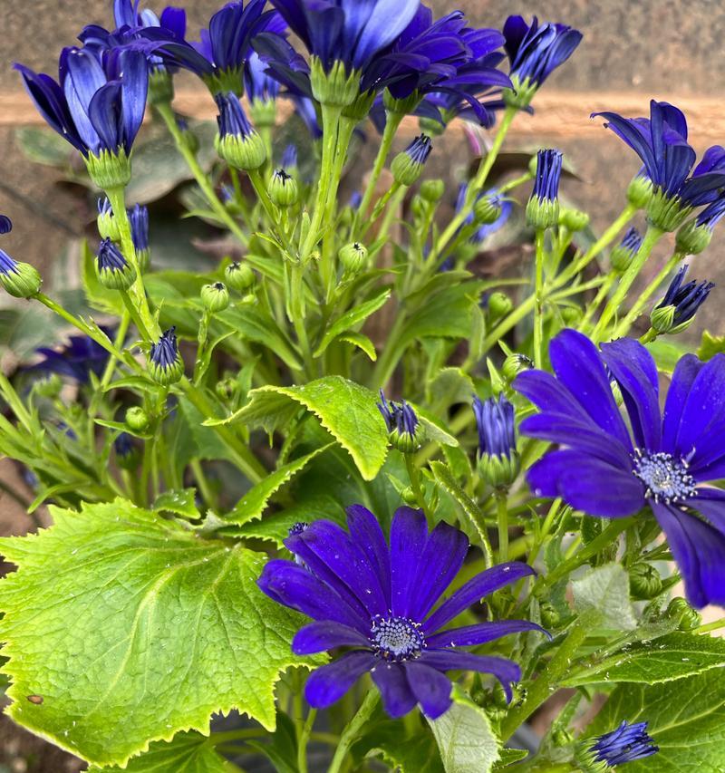 瓜叶菊的花语有哪些？