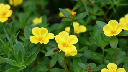 马齿苋花的花语代表什么？