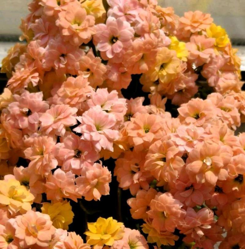 三色长寿花的花语是什么？