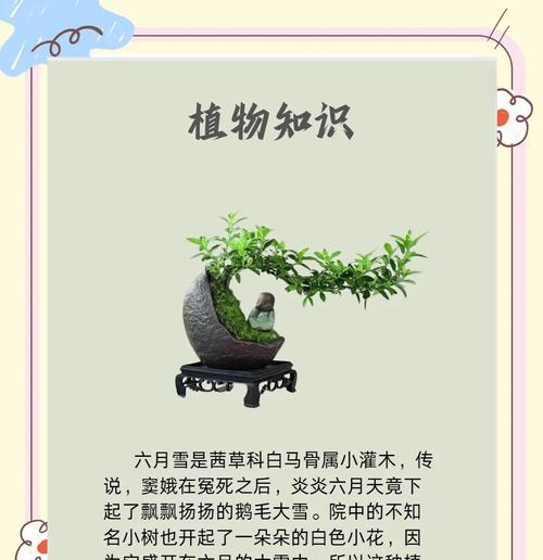六月雪的花语有哪些？