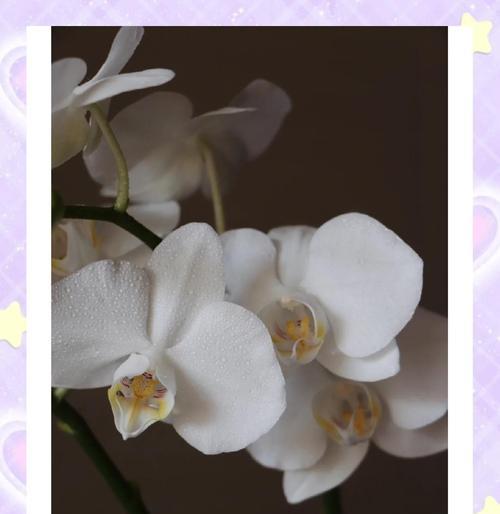 白蝴蝶兰的花语有哪些？