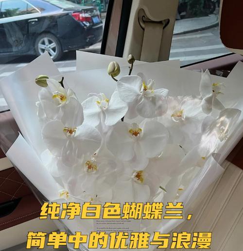 白蝴蝶兰的花语有哪些？