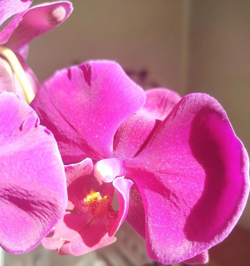 白蝴蝶兰的花语有哪些？