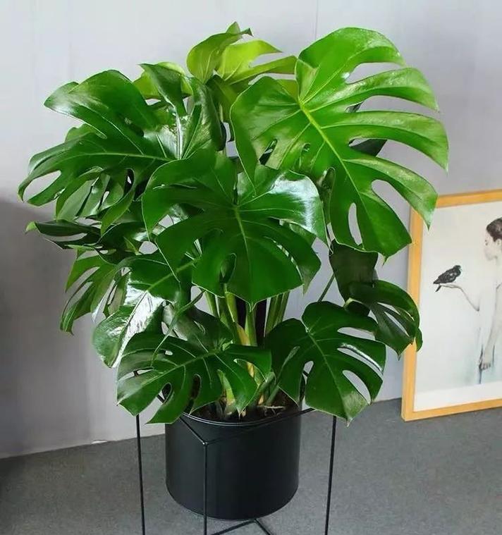 龟背竹的花语是什么？
