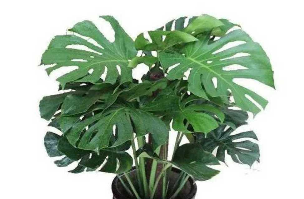 龟背竹的花语是什么？