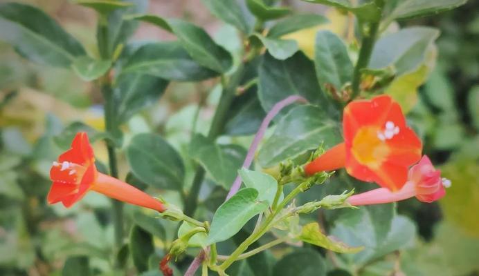 两朵茑萝花代表什么意义？