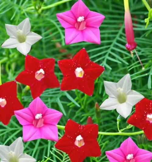 两朵茑萝花代表什么意义？