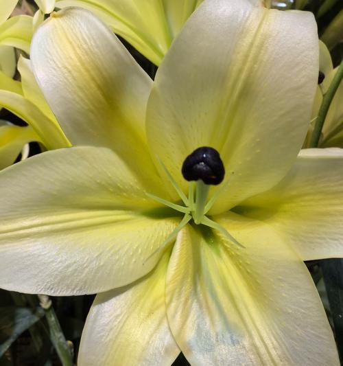 百合花花语贺卡应该怎样选择？