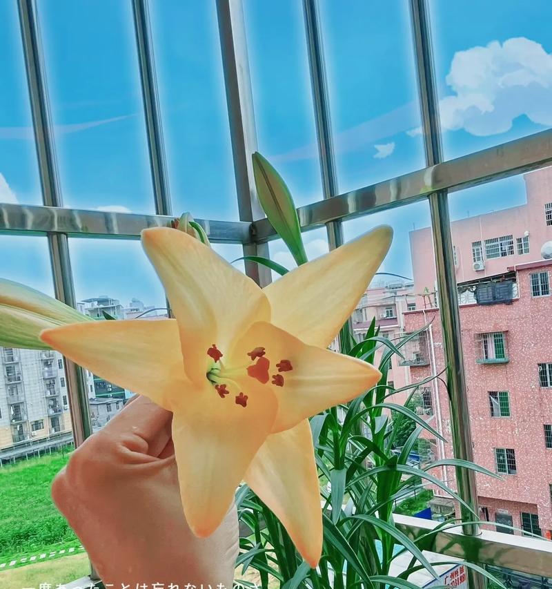 黄风百合的花语是什么？