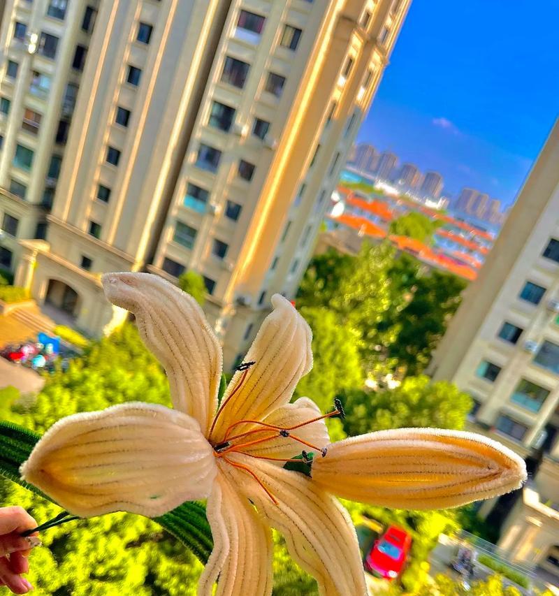 黄风百合的花语是什么？