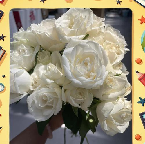 白玖瑰花的花语有哪些？