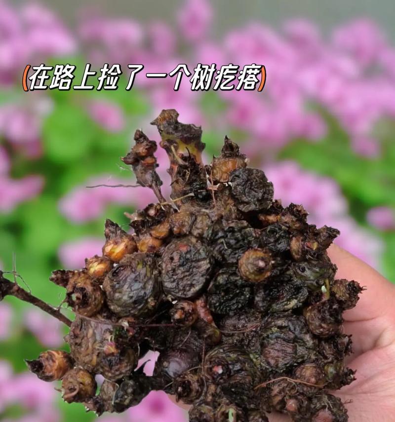 红花三叶草的花语是什么？