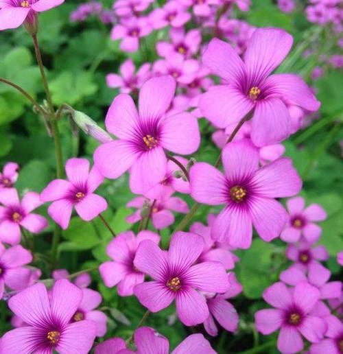 红花三叶草的花语是什么？