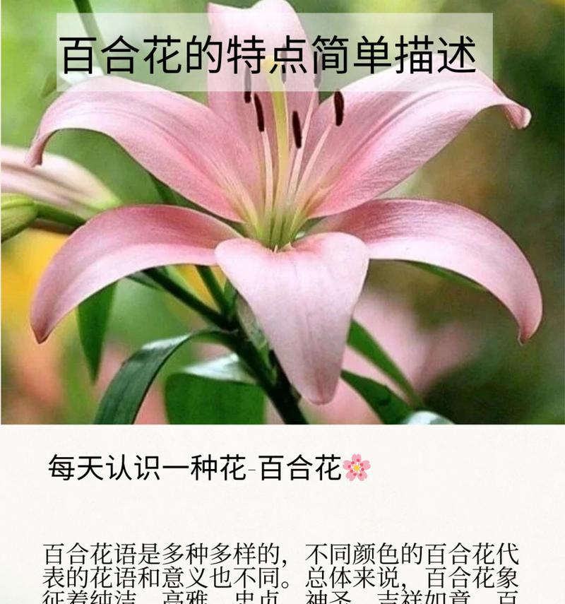 百合花语和传说有哪些？