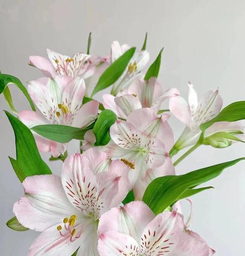 百合花语和传说有哪些？