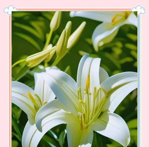 白百合的花语简介是什么？