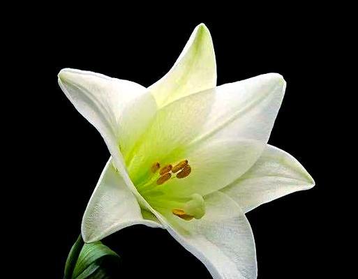 白百合的花语简介是什么？