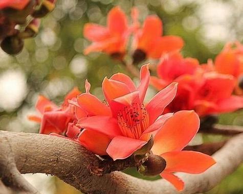 棉花的花语有哪些含义？