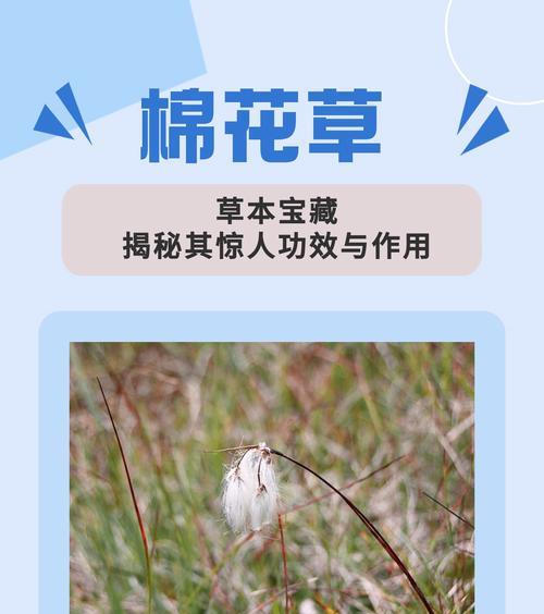 棉花的花语有哪些含义？