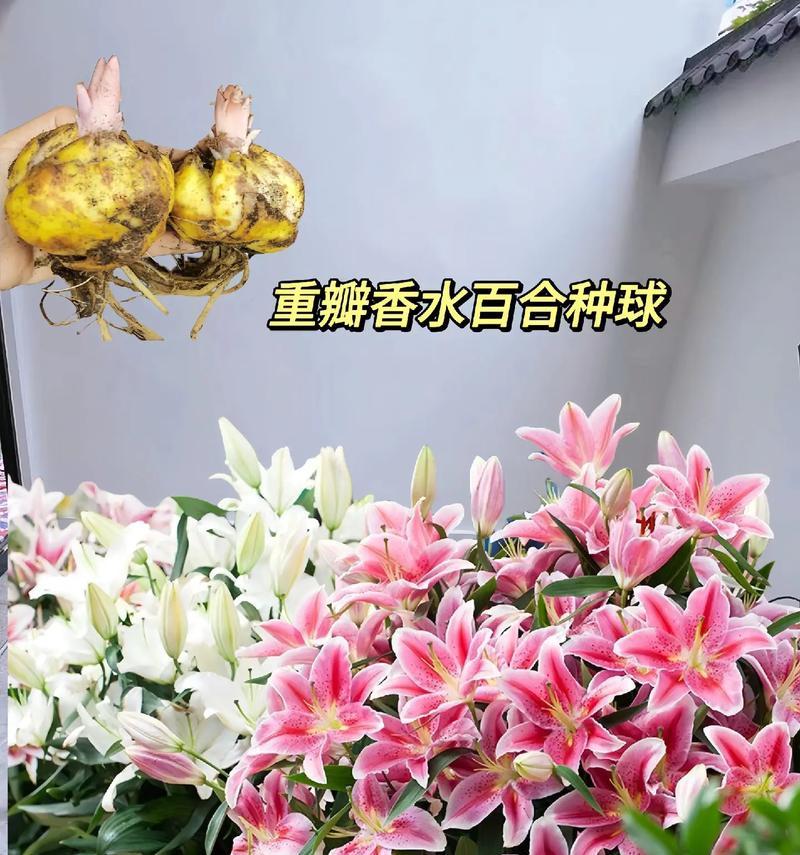 20支百合花代表什么意思？