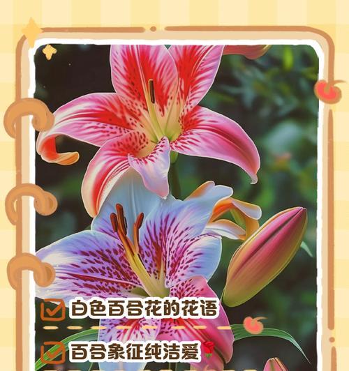 百合花好点的花语是什么？