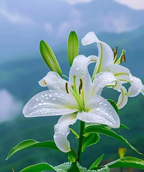 百合花好点的花语是什么？