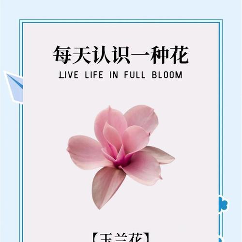 白玉兰花的寓意和花语是什么？