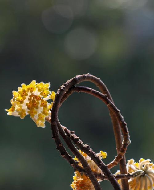 结香花的花语能表达什么？