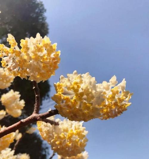 结香花的花语能表达什么？
