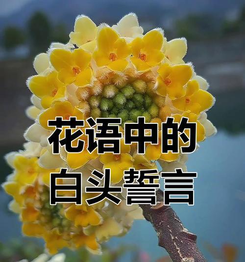 结香花的花语能表达什么？