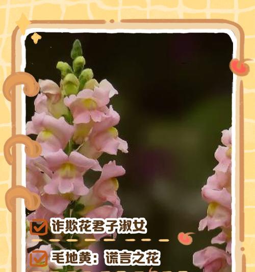 君子花的花语有哪些？