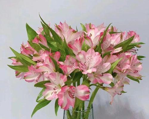 粉色六出花的花语代表什么？