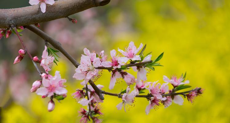 吹雪花的花语代表什么？