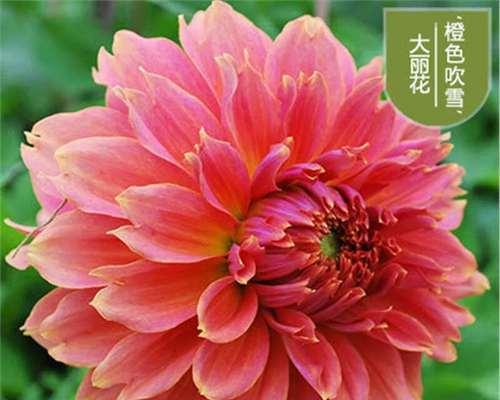 吹雪花的花语代表什么？