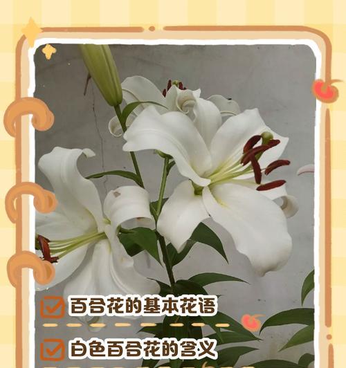百合花束的花语有何意义？