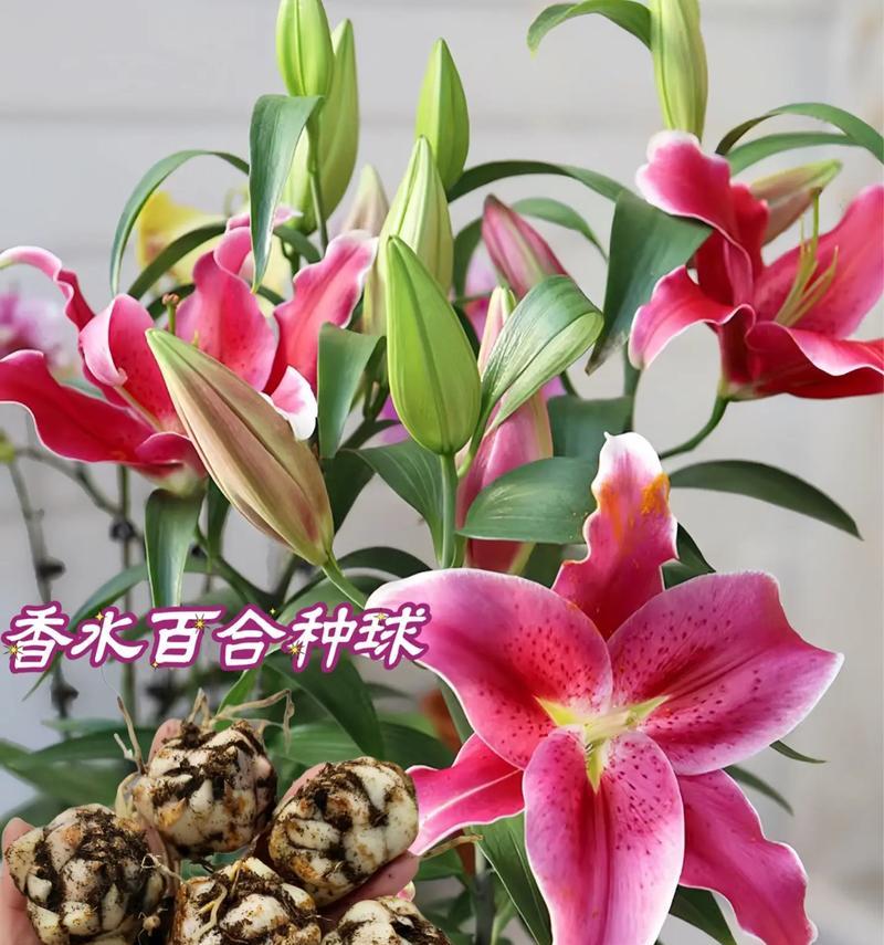 百合花束的花语有何意义？