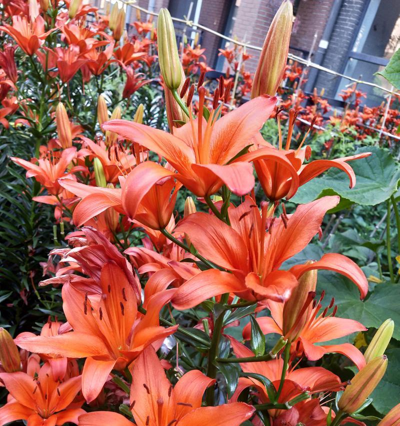 山百合的花语代表什么？