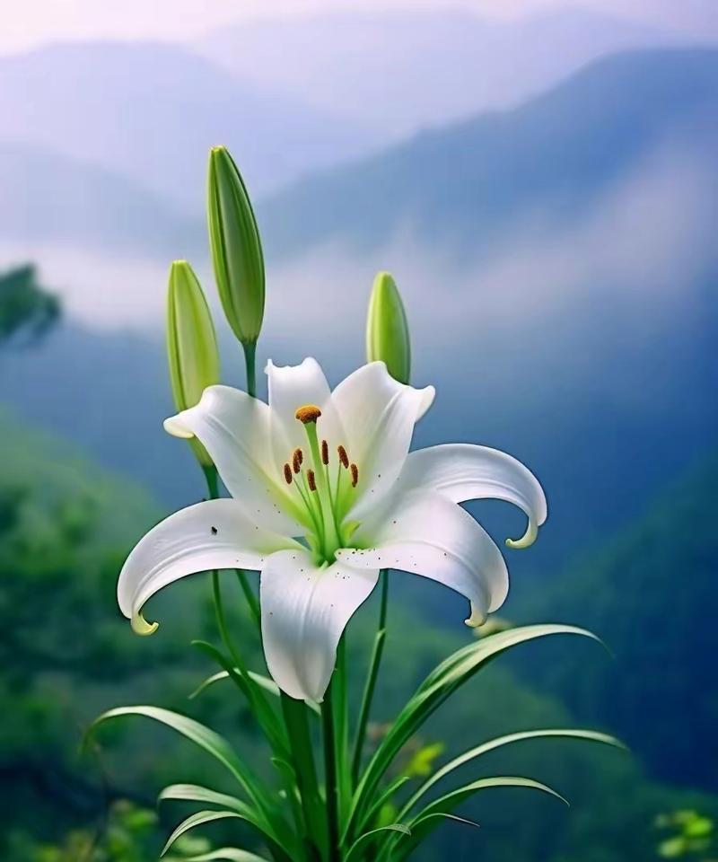 山百合的花语代表什么？