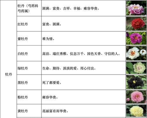 哪种花的花语是永恒不变的？