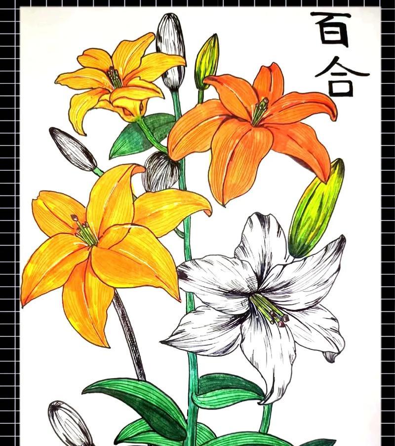 百合花的花语具体是什么？