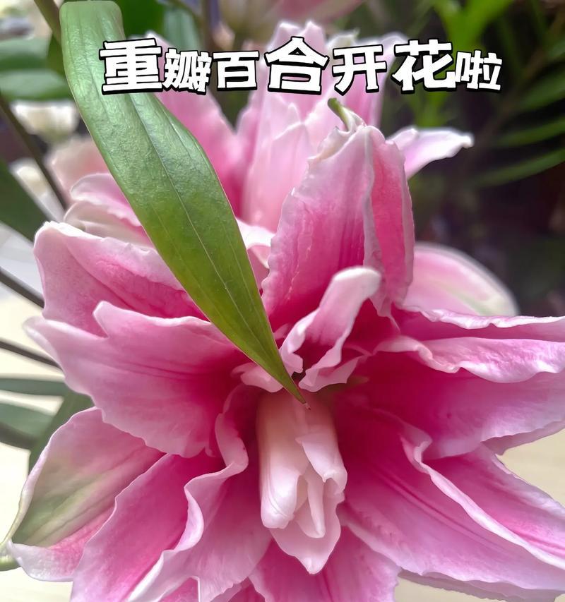 插花中百合花的花语有何特别？