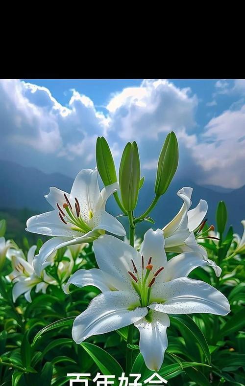 七朵百合花的花语有何寓意？