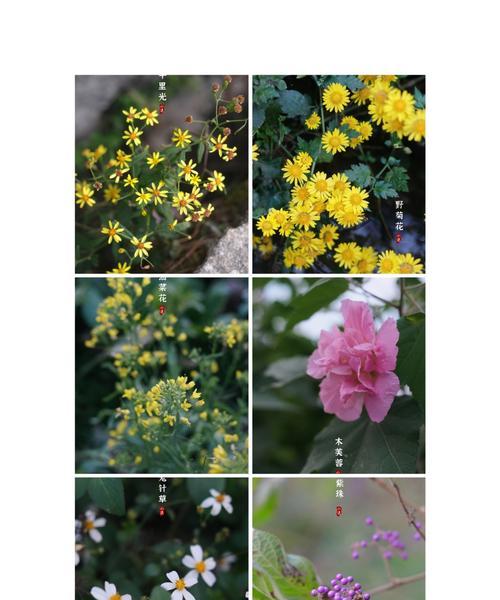 千里光菊状花的花语代表什么？
