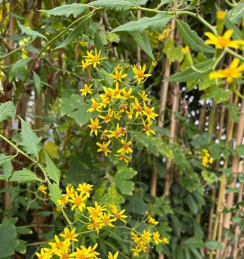 千里光菊状花的花语代表什么？