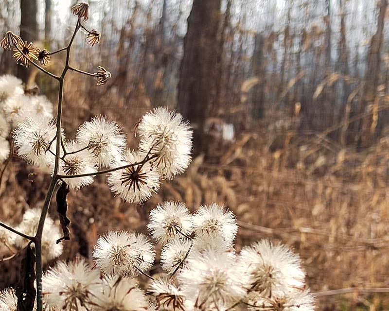 千里光菊状花的花语代表什么？